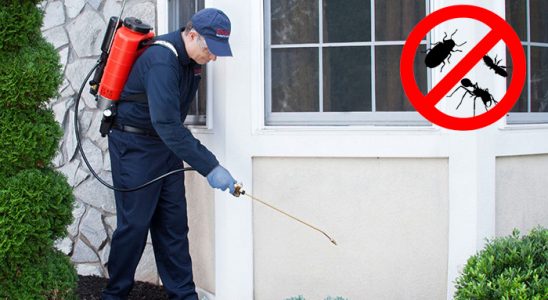 Düzköy Fare İlaçlama böcek ilaçlama ve haşere kontrolü — ilaclama-tr.com